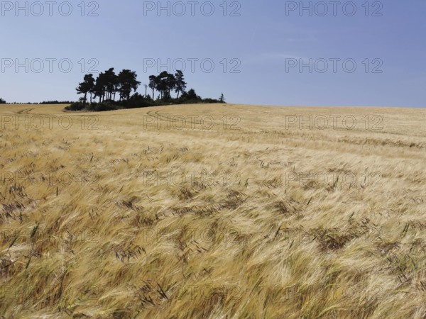 Wide golden cornfield with a group of trees on the horizon, Thuringian Forest nature park Park,