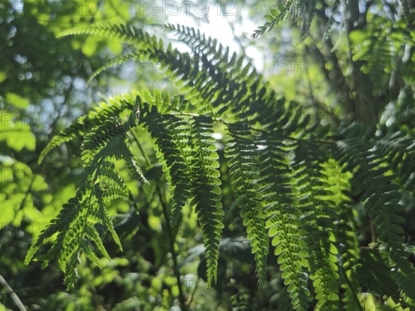 Close-up of fern leaves (far) in the forest with sunlight shining through, Thuringian Forest nature