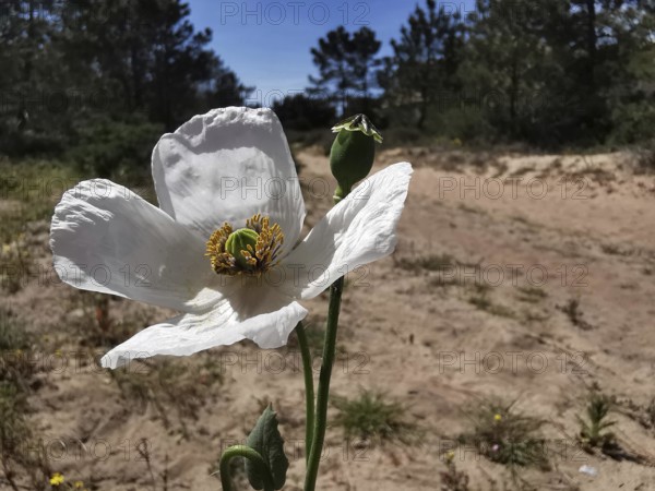 White poppy (papaver somniferum) in blooming splendour in front of a sandy path amidst trees, costa