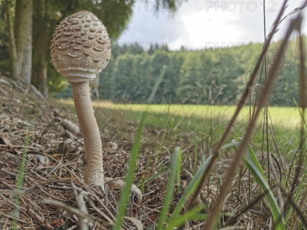A single large mushroom stands on the edge of the forest on the ground with tall grass and foliage