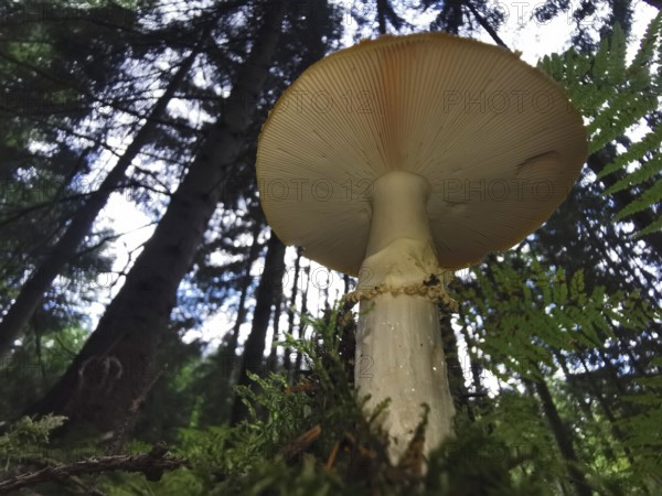 Large mushroom (fungi) in the forest, surrounded by tall trees and moss, from bottom to top,