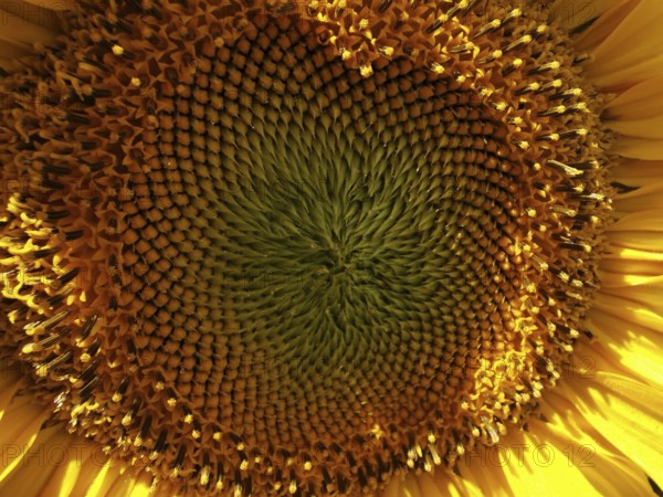 Close-up of the centre of a sunflower (helianthus annuus) with concentric patterns, Franconian