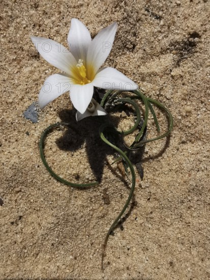 White flower with yellow centre blooms on a sandy background, mock crocus (Romulea bulbocodium),