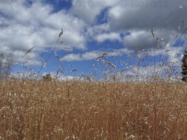 A wide field of tall grass under a blue, slightly cloudy sky
