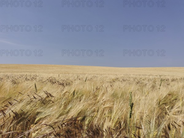 A vast wheat field under a clear blue sky