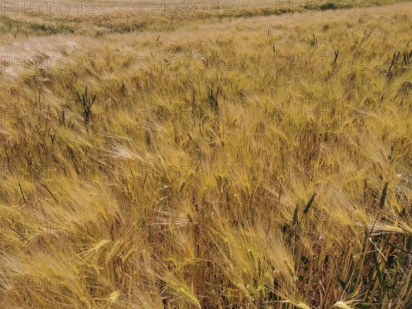 A wide, golden yellow grain field (granum) under a blue sky in the summer heat, Franconian Forest