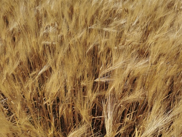 A dense field full of golden ears of grain (granum) nestling together, Franconian Forest nature