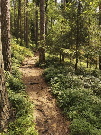 A narrow path snakes through a sun-drenched forest full of tall trees, Frankenwald nature park