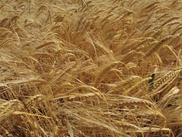 A wide field with lush, golden ears of grain (granum) in the summer heat, Franconian Forest nature