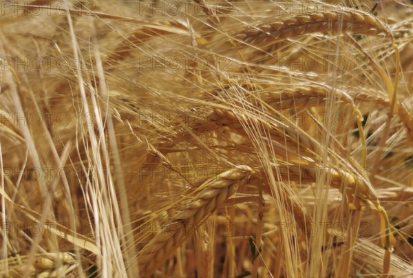 Dense golden-yellow ears of grain (granum) standing densely interwoven in the field, Franconian