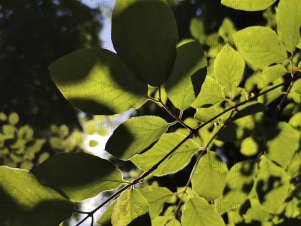 Close-up view of brightly lit green leaves in the shade of a tree, Frankenwald nature park Park,