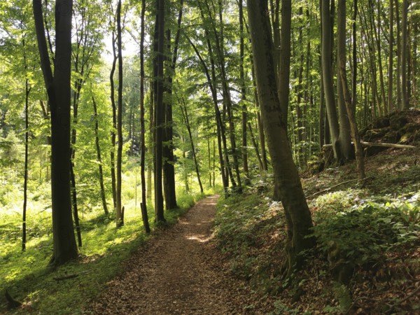 Forest path lined with tall, green trees, sunlight breaks through the canopy, Frankenwald nature