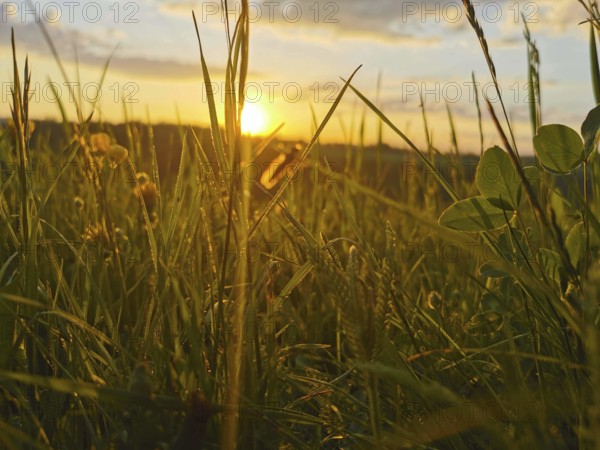 Meadow at sunset, grasses rising high into the golden light of the evening, Frankenwald nature park