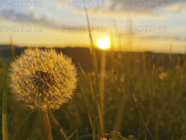 Close-up of a dandelion head (Taraxacum) in the light of a sunset over a meadow, Franconian Forest