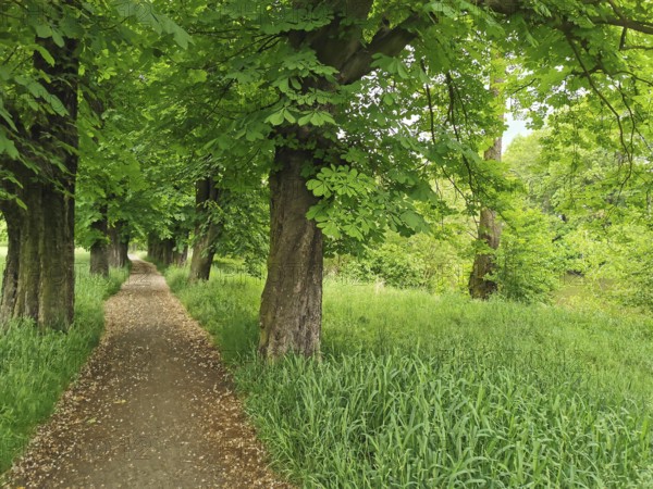 Shady forest trail lined with thick green trees on both sides, Frankenwald nature park Park,