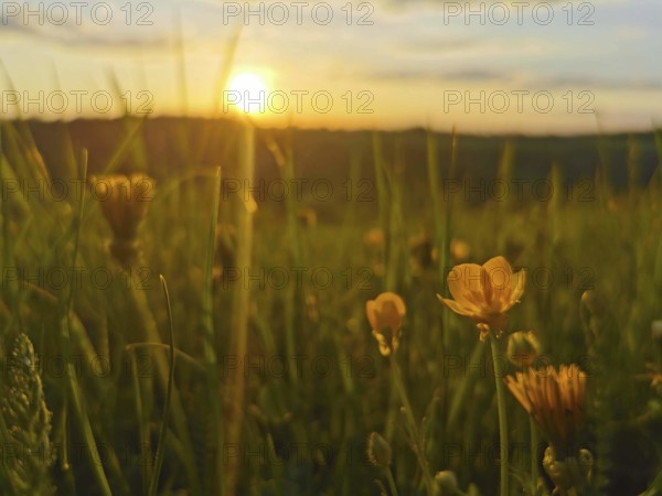 Yellow flowers in a meadow in the evening light with a picturesque sunset, Frankenwald nature park