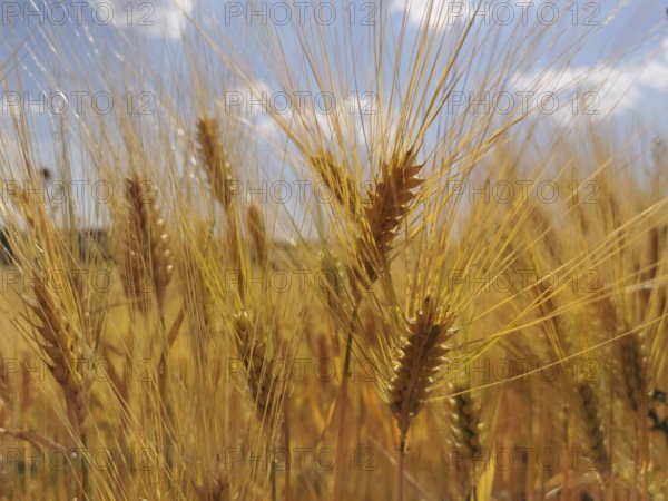 Close-up of golden yellow ears of grain (granum) in front of a blue sky with white clouds,