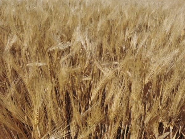 A dense field full of golden ears of grain (granum), ready for harvest, Franconian Forest nature