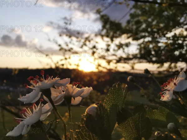 White-pink flowers in the foreground, sunset and wide landscape in the background, Frankenwald