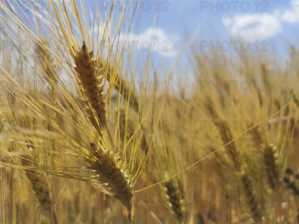 Close-up of ears of grain (granum) with a small part of the blue sky in the background, Franconian