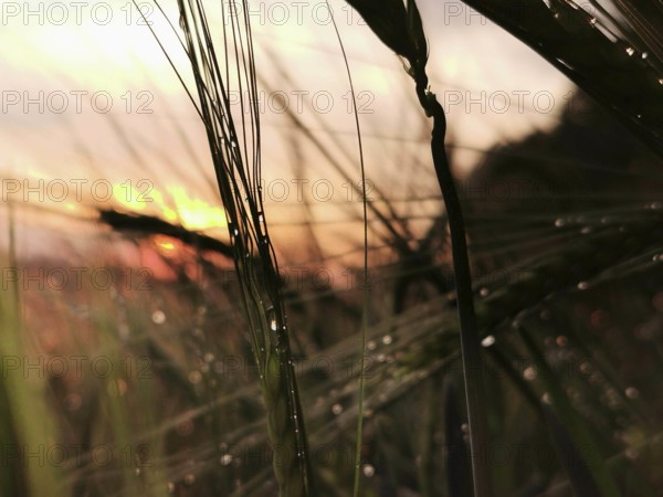 Dripping wet grasses in the foreground against a pastel sunset, Frankenwald nature park Park,
