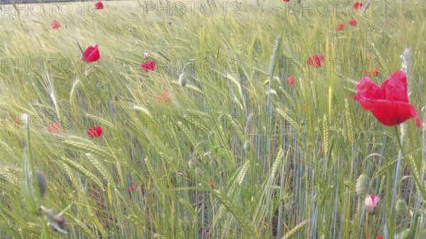 A field full of green plants with scattered red poppies on a summer day, Frankenwald nature park