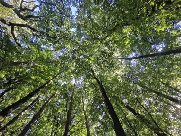 Looking up through a thick canopy of leaves in the forest with sunlight shining through,
