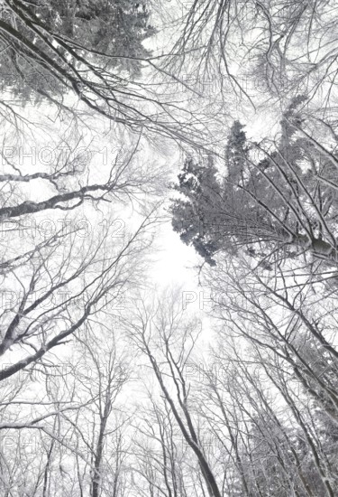 Wintery forest with snow-covered trees towering over a bright sky, Frankenwald nature park Park,