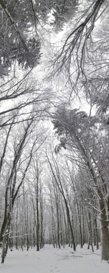 Snowy winter forest with tall bare trees and a cloudy sky, Frankenwald nature park Park, Rennsteig,
