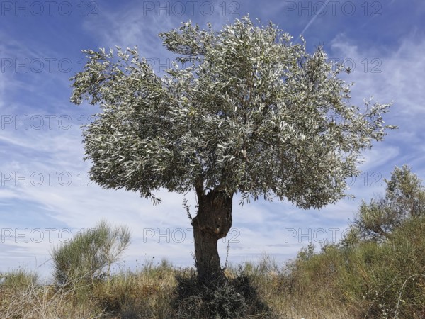 A lone olive tree stands in a dry landscape with blue sky and light clouds, (olea europaea), Berat,