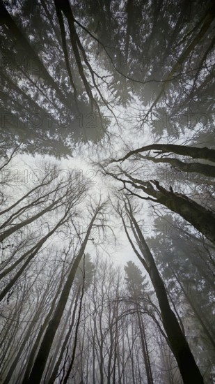 In a dense forest, the tall trees stretch out into the foggy sky, mystical and impressive,