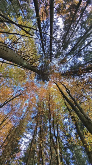 Colourful forest with blue sky views, the autumn leaves glow in yellow and orange. RennSteig,