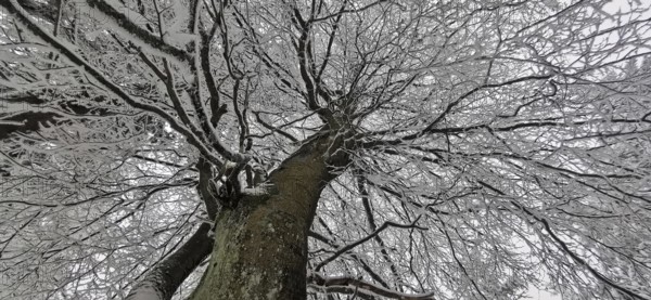 Snowy tree looking from below, branches against the winter sky, Frankenwald nature park Park,