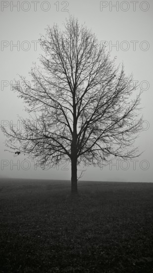 A lonely tree in a wide field in black and white, surrounded by fog, looks melancholy, Upper