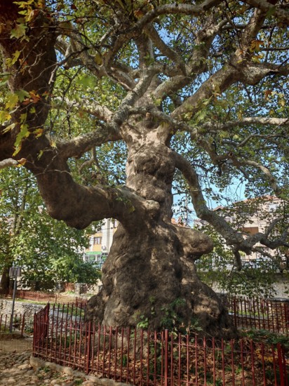 A majestic old tree with branching branches in a sunny park, plane tree (Platanus), Prizren, Kosovo