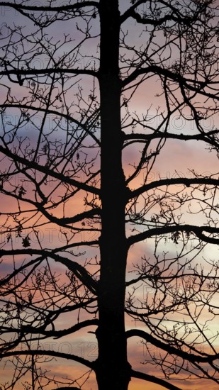 A tree in the foreground of a soft pink twilight sky conveys a calm atmosphere, Upper Franconia,
