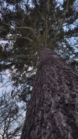 View from below of an imposing conifer against evening sky, Frankenwald nature park Park, Bavaria,
