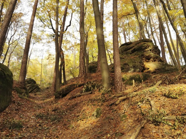 A quiet forest trail with autumn trees and rocks, covered with falling leaves, Frankenwald nature