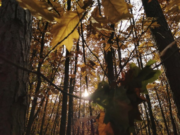 Sunlight penetrates through autumn leaves in a forest and creates a warm, golden atmosphere,