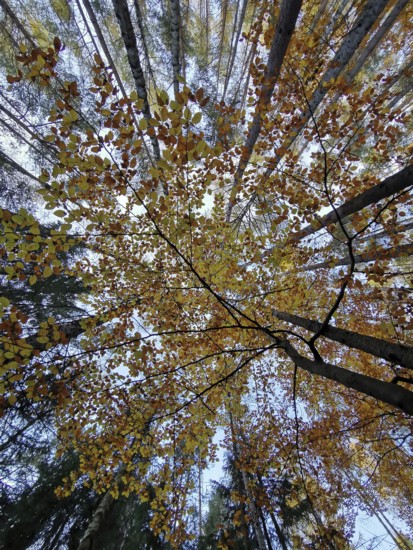 Colourful, autumnal leaves looking at the treetops from below, illuminated by sunlight, Frankenwald