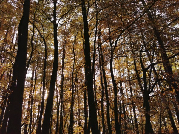Forest with tall trees and autumnal canopy in sunlight, creating a peaceful atmosphere, Frankenwald
