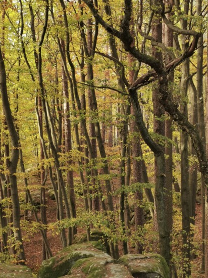 Towering trees with yellow foliage surrounded by mossy rocks in a quiet forest setting, Frankenwald
