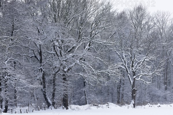 Deep snowy winter landscape with snow-covered trees on the edge of the forest, Schleswig-Holstein,
