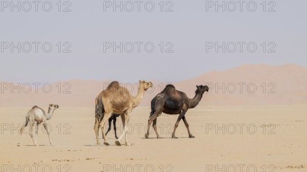 Dromedary (Camelus dromedarius), camels, in desert, Rhub al Khali, Empty Quarter, Emtpy Quarter,