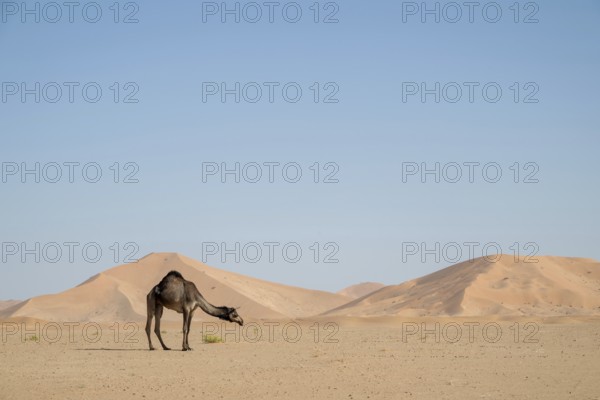 Dromedary (camel) in front of sand dunes in the Rhub al Khali desert, Empty Quarter, largest sand