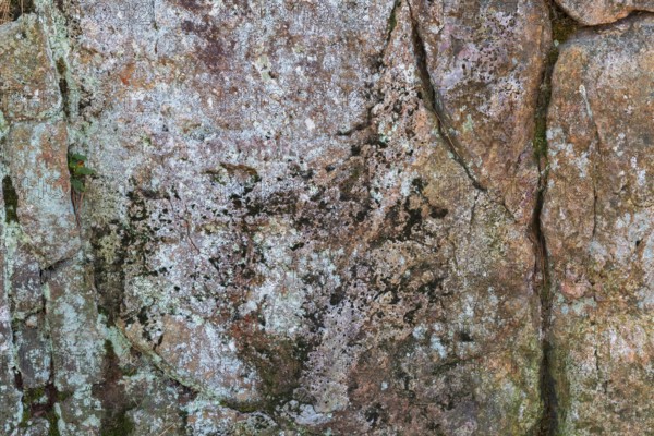 Close-up of porous outcrop rock surface covered with Lichen growth and Bryophyta - Green Moss in