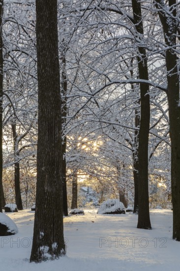 Sunburst through forest of tall semi silhouetted deciduous trees covered with freshly fallen winter