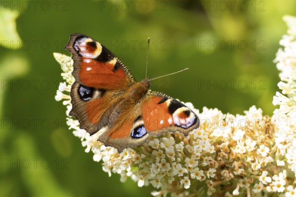 Peacock butterfly (Aglais io) adult insect feeding on a garden white Buddleja flower in summer,