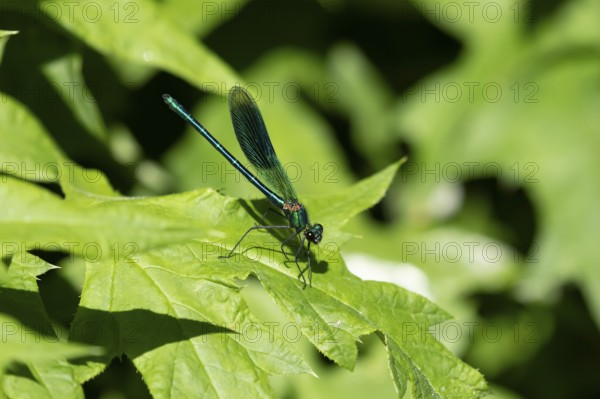 Banded demoiselle damselfly (Calopteryx splendens) adult male insect on a plant leaf in summer,