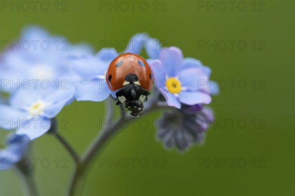 Seven-spot ladybird or ladybug (Coccinella septempunctata) adult insect on a garden Forget-me-not